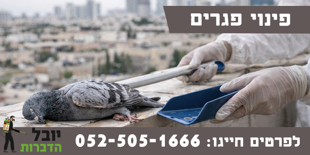 יונה מתה במרפסת