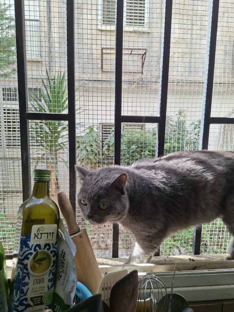 רשת חתולים מברזל